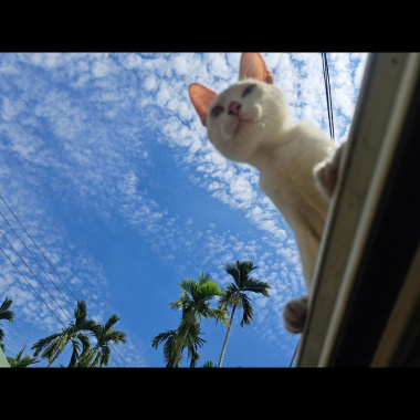 內有二犬 - Everytime