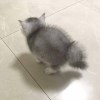 Hcaoj