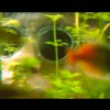 料