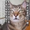 安妮爱芋头