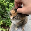 一条