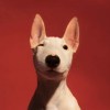Hachi