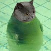 宇宙禿子
