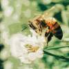 Honey Alley 蜜巷