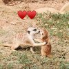 hououng