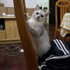伶俐的棕色狐狸