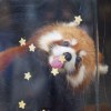 hi 花椒