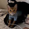 小猫和小茂