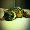 humor_cat