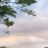 伊凡的森林