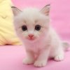 i_love_cat