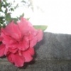 Janice