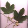 葉子   Leaf