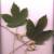 葉子   Leaf