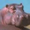 大河馬