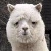 「聴こえていますか」歌ってみた ver.梅