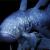 Coelacanth