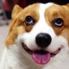 veryCorgi