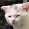 maplecat666