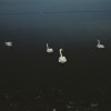 imjasmine_wang