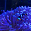 immersy