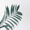 清氓