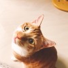 葉榕樺