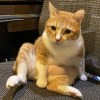 賽