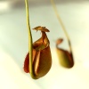 野生大蒜