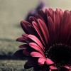 iris_yick