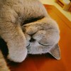猫耳朵毛