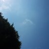 里森