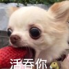 小杨