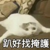 狸貓