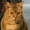 小雞