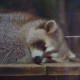 嗜睡小浣熊….
