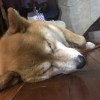 林冠融