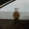 張惟碩