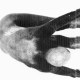 yn1129