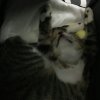 FLmouse