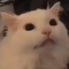 AN_owo