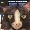 厭世老貓
