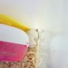 胖鼠