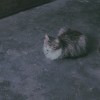 凡人俗心