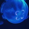 dark_pond_ojj