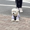 jenny_lu