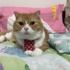 游智軒