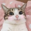 Shiftajerry
