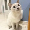 小妤