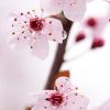 婕曦